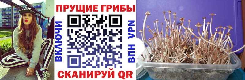 Псилоцибиновые грибы мухоморы  Борисоглебск 